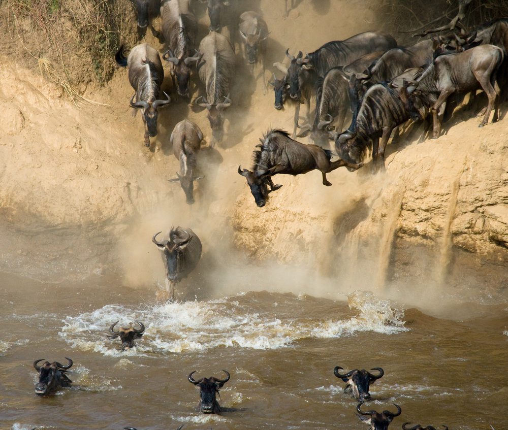 Big Cats & Great Wildebeest Migration