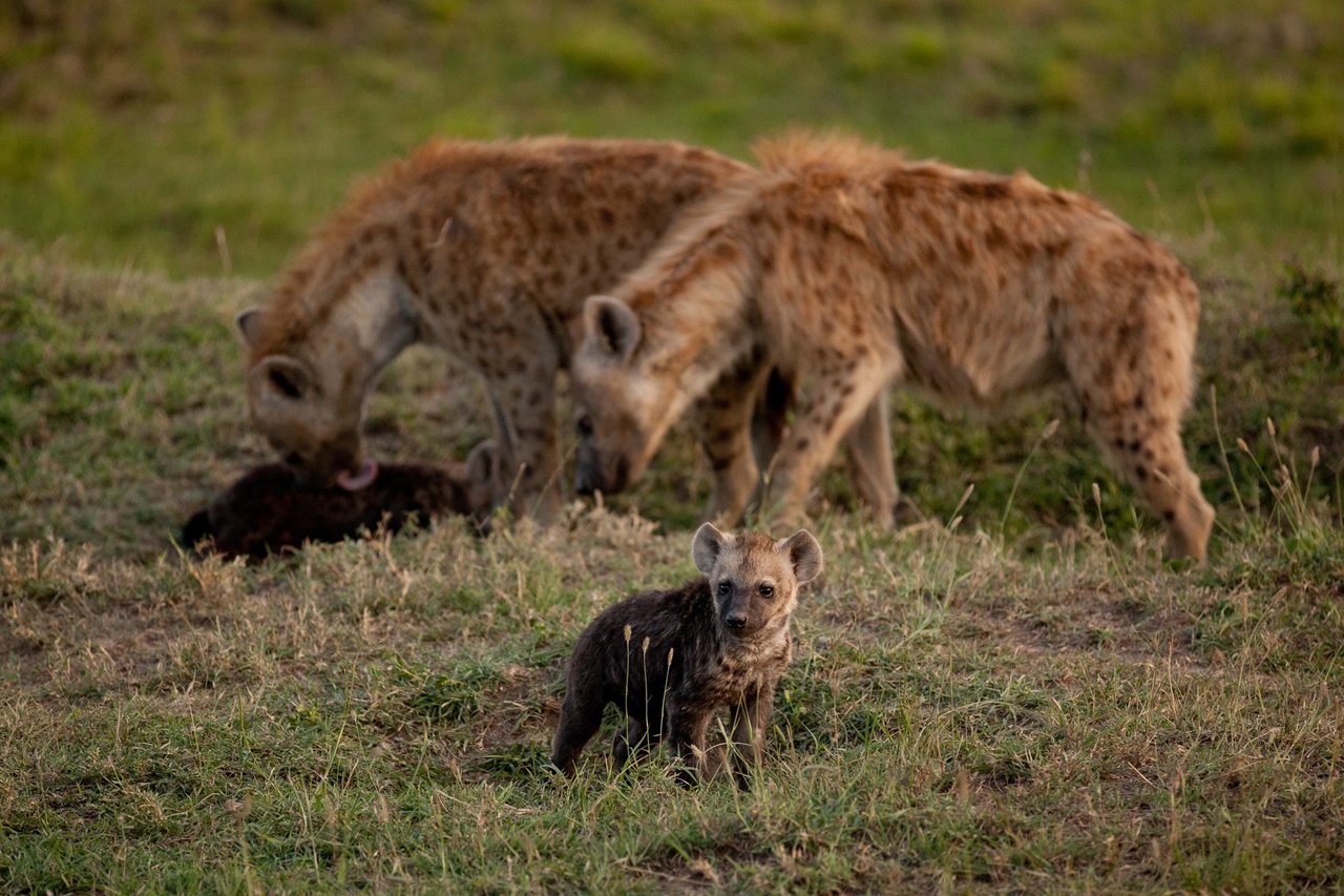 7 Days Breeding Season Safaris – Outback Africa Safaris